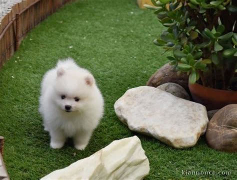 Elle se tape un nain. Belle chiot de Spitz Nain blanc à donner a vendre à Cires ...