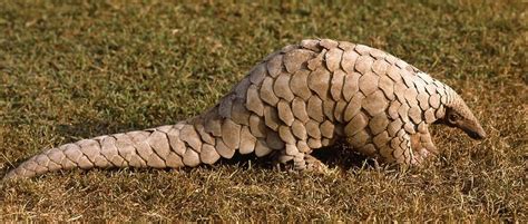 They range in size from a large housecat to more than four. Indian pangolin : pangolinappreciation