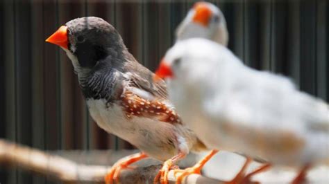 Paling seksi hot wanita terseksi di dunia sepanjan. Jenis Burung Jenggot Mini : Ciri Ciri Hwamei Mini Atau ...