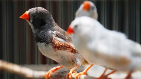 Dalam memelihara burung cucak jenggot supaya gacor dan layak untuk dijadikan sebagai burung . Jenis Burung Jenggot Mini : Ciri Ciri Hwamei Mini Atau ...