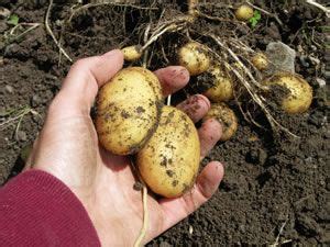 Wollen sie diesen sommer ihre nachbarn verblüffen? Kartoffeln ernten, Kartoffelernte - wann sind sie reif ...