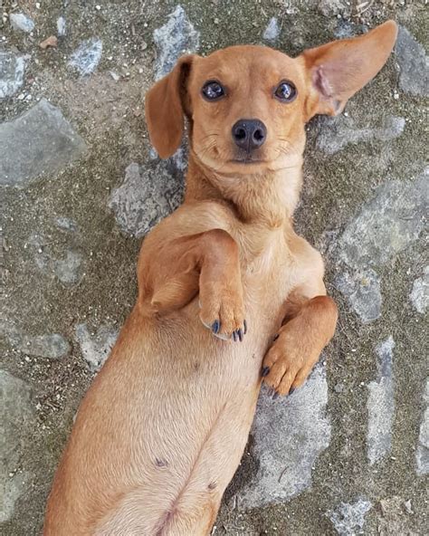 João baião decidiu partilhar a alegria de mais um nascimento na sua quinta em alenquer, desta vez foi um canguru. De cães a cangurus! Entre na quinta de João Baião e ...