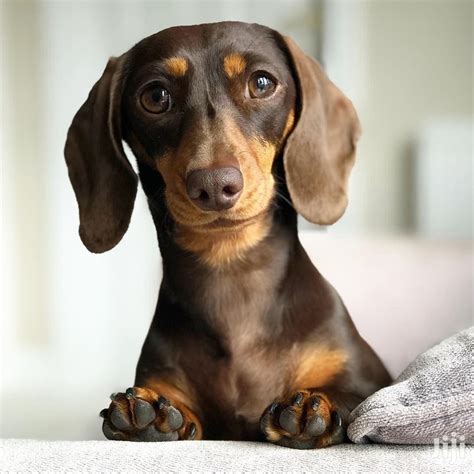 Adult Female Purebred Dachshund in Kampala - Dogs & Puppies, Dogz ...