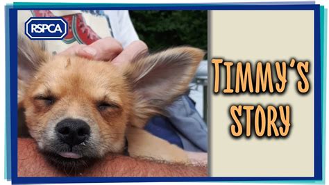 Top of page add new shelter or rescue group. Timmy the Chihuahua puppy rescue! - YouTube