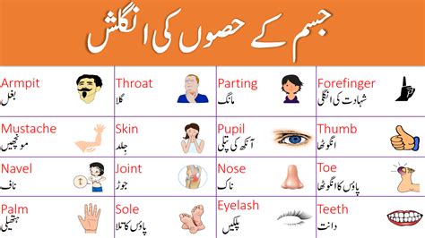 Parts of Body Names in English with Urdu Meanings | iLmrary