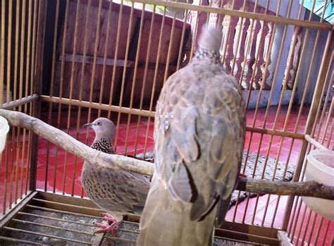 Burung ciblek merupakan salah satu jenis burung perkicau dengan body kecil seperti burung pleci. Burung Tekukur/Derkuku