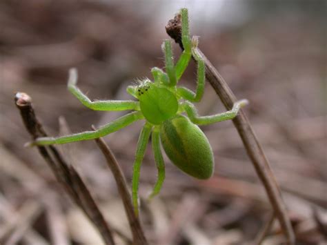 Small spider with bright green body uk. The Lyons Share: Amazing massive luminous green spider