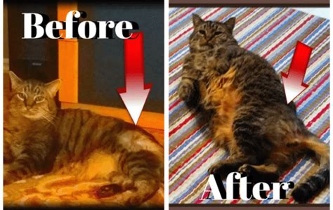 Is it the miracle ointment some claim? How Much Cbd Oil To Give My Cat With Hyperesthesia » CBD ...