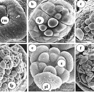 Make your own using garlic, a chef knife and coarse if you really want to pack a garlic punch, make garlic paste. (PDF) Unlocking variability: Inherent variation and ...