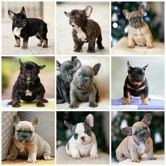 One of the reasons french bulldogs are so popular other than french bulldogs have many colors and color patterns that when mixed together gets you the final the lettering that you often see when someone's trying to portray their specific dogs color dna in. blue frenchie. i'm in love! | Frenchie Love | Miniature ...