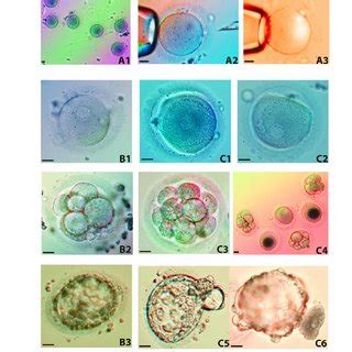 Get the latest breaking news, sports, entertainment and obituaries in augusta, ga from the augusta chronicle. (PDF) Development of Human Cloned Blastocysts Following ...