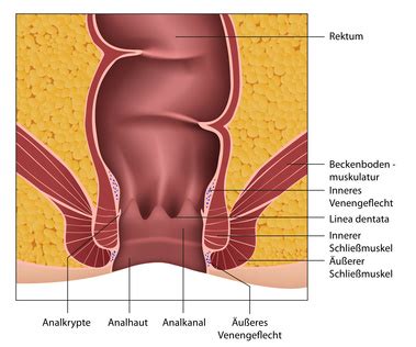 Veraltete bezeichnungen blinde adern, goldene. Anus (After) - Funktion, Aufbau & Beschwerden | Gesundpedia.de