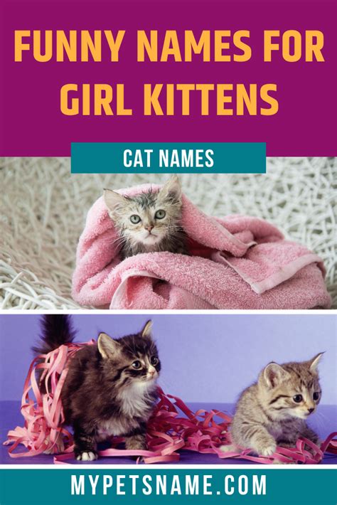 Looking for a few funny food cat names for your new kitty? Girl Funny Cat Names in 2020 | Kitten names girl, Cat ...