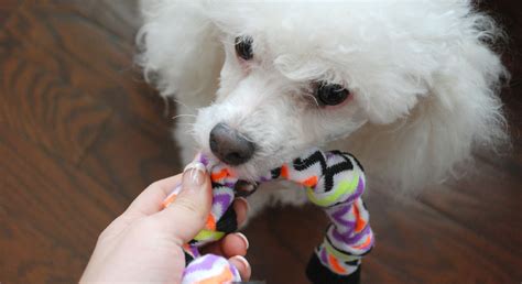 Create a diy plastic bottle dog toy. No-Sew DIY Dog Toys: 4 Ways To Turn Old Socks Into Puppy Play