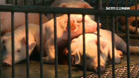 獎學金 補助 休閒農場 寵物 農舍 青年農民 有機 非洲豬瘟 秋行軍蟲 休耕 農藥 飼料. 中國爆發新非洲豬瘟!專家：非法疫苗釀禍「導致突變」 | 國際 | 三立新聞網 SETN.COM