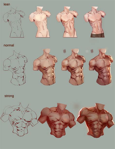 Our anatomical male muscle model can be separated into 27 parts for easier demonstration; Tutorial male torso by jiuge on DeviantArt