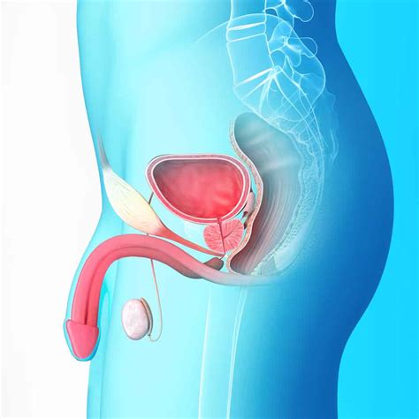 Prostate massage might offer help for prostatitis and other health conditions. Testicle Massage: What are The Health & Testosterone Benefits?