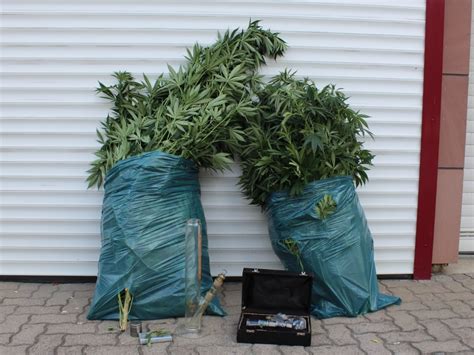 Sie muss 100 euro in raten an. Cannabis-Plantage im Garten - Rockenhausen