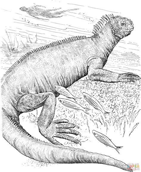 The marine iguana (amblyrhynchus cristatus), also known as the sea iguana, saltwater iguana, or galápagos marine iguana, is a species of iguana found only on the galápagos islands (ecuador). Galapagos Marine Iguana coloring page | Free Printable ...