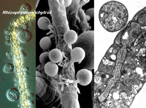 Pembuatan donat adalah salah satu proses pengolahan dengan memanfaatkan mikroba yaitu jenis khamir saccharomyces cereviceae yang sering dikenal ragi roti. Klasifikasi Jamur atau Fungi - Dunia Biologi