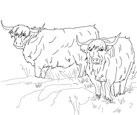 Valentines day cows coloring page. Scottish Highland Cattle coloring page | SuperColoring.com