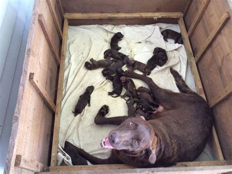 However, in most cases, for babies, crying while asleep is a phase rather than a sign of a serious problem. Nebraska dog has litter of 16 - count 'em, 16 - puppies ...