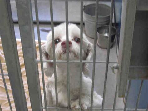 Stray pets with no identification who have been found and turned in to the arizona humane society or maricopa county animal care and control have now been added to a new interactive mapping tool. ~ Animal ID #A3583977 ‒ I am a Female, White Miniature ...