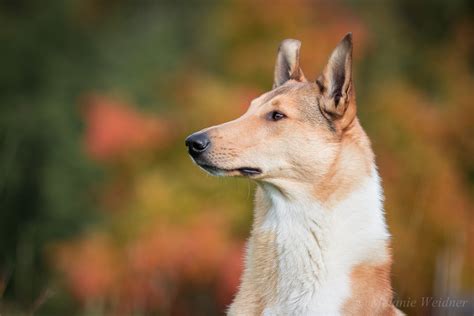 Rough coated collies have always been more. Smooth Collie Foto & Bild | tiere, haustiere, hunde Bilder ...