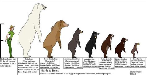 More images for bear size comparison » Guide to the sizes of different bears | Bear species ...