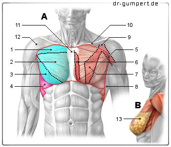 Die nach ihrem ursprung bezeichnet werden. Brustmuskeltraining - Übungen für eine definierte Brust