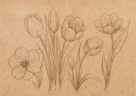 Jika teman teman setuju saya buat animasi 4 brother lagi. sketsa bunga: Gambar Sketsa Bunga Tulip