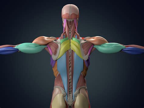 The back muscles can be three types. Human Anatomy Torso Back Muscles 3d Illustration Stock Photo - Download Image Now - iStock