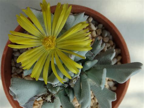 The pencil cactus is a bright green color that fades to a soft green towards its crest. Schwantesia borcherdsii | World of Succulents