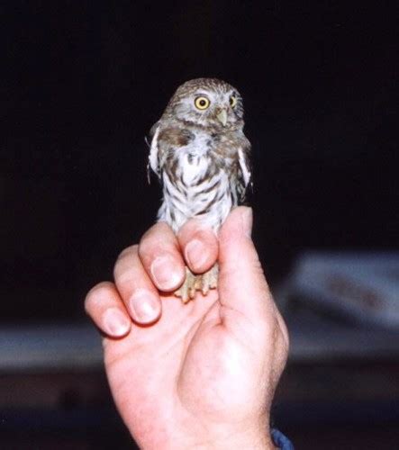 The cactus ferruginous pygmy owl, the most endangered species of owl in the world, is one of three subspecies of the ferruginous pygmy owl. 10 Totally Unusual Bird Nests From Around the World ...