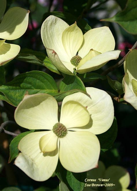 Festooned with clusters of creamy white flowers, this tree is a popular choice in many pacific northwest coast gardens. PlantFiles Pictures: Flowering Dogwood 'Venus' (Cornus) by ...