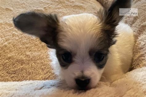 Lilirish little rock, ar 72206. Akc Dest Girl: Papillon puppy for sale near Little Rock, Arkansas. | 3f527667-e6e1