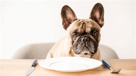 Choosing one of these extremely limited ingredient puppy foods. The Best Food For My French Bulldog Puppy - Best Dog Food ...