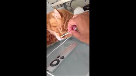 This is a benign condition that's most usually associated with older, orange felines. Lentigo simplex was removed from shiju nose - YouTube