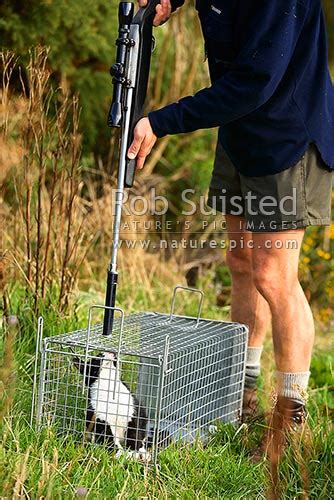 It does not allow itself to be handled or touched, and usually remains hidden from humans. Destroying a Wild Cat (Felis Canis) caught in trap. Feral ...