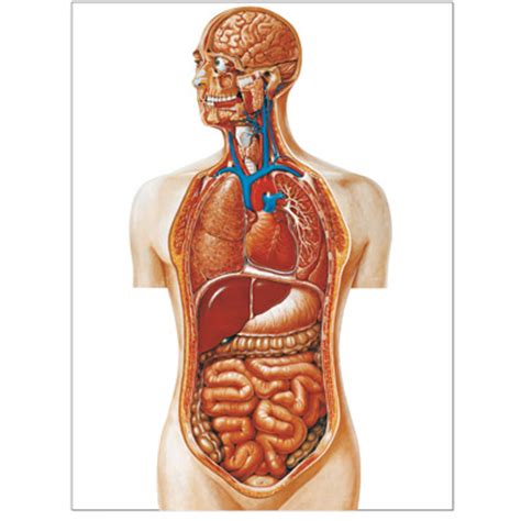 1 piece human torso anatomy anatomical model. Torso Chart - 1001159 - V2008M - Torso - 3B Scientific