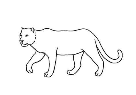 Only quicksilver can run away from the cheetah. How to draw Cats step by step - Easy Animals 2 Draw