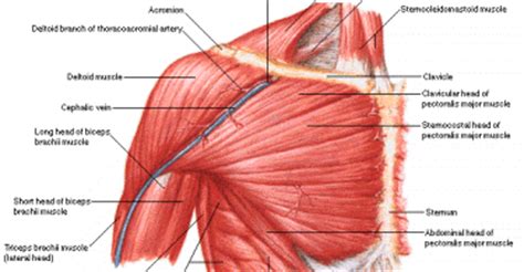 There are three muscles that lie in the pectoral region and exert a force on the upper limb. November 2014 - Am-Medicine