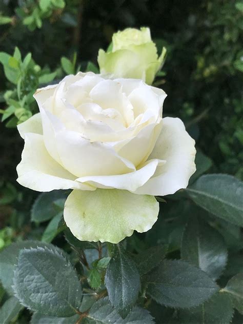 Weiße rosen im garten sind immer ein echter hingucker, heben diese sich doch von den typischen rosenfarben deutlich ab. Weiße Rose im Garten