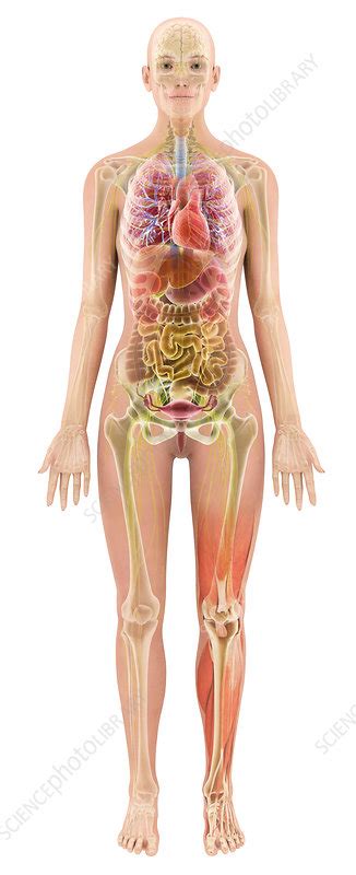All internal organs are situated in the chest and abdomen. Female anatomy, artwork - Stock Image - P880/0144 - Science Photo Library