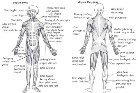 Influenza disebabkan oleh virus influenza. Pengertian dan Fungsi Otot beserta Macam-macam Jenis Otot ...