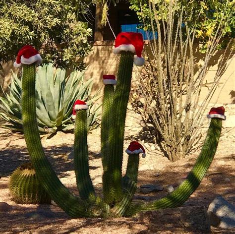 It was labeled as a cc when i bought it and that's how it's commonly sold in the trade. Merry Christmas from Tucson, Arizona! | Photo via ...