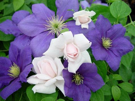 Clematis to grow with new dawn rose. Beautiful...New Dawn Rose and Clematis | Climbing roses ...