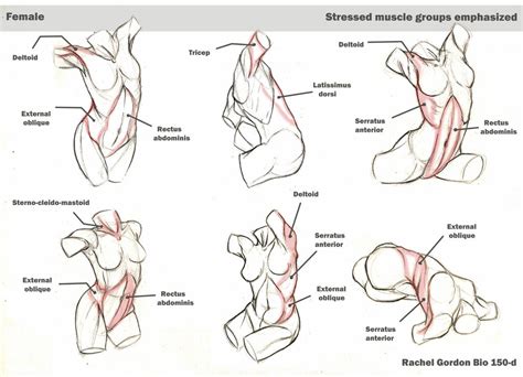 One more body mass that needs to be understood: Bones and muscles, Female skeleton and Muscle on Pinterest
