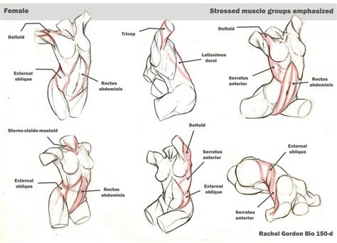 The muscles of the abdomen, lower back, and pelvis are separated from those of the chest by the muscular wall of the diaphragm, the critical breathing muscle. Bones and muscles, Female skeleton and Muscle on Pinterest