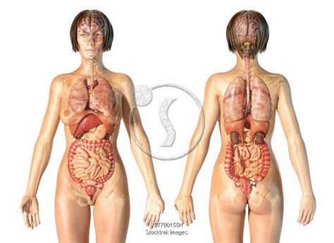 Find the perfect female anatomy diagram stock photo. Female anatomy of internal organs with skeleton, rear and ...